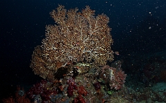 Raja Ampat 2016 - Corail - Gorgone - IMG_5619_rc